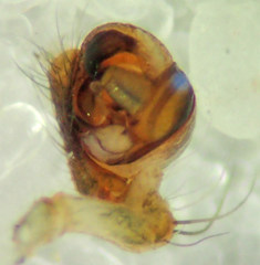 Araneus montereyensis