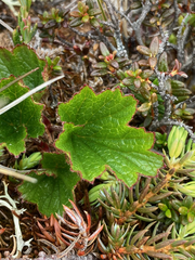 Geum calthifolium