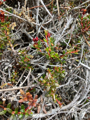 Kalmia procumbens