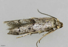 Hypatopa punctiferella
