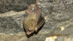 Leptonycteris