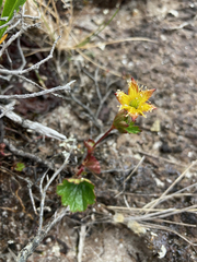 Geum calthifolium