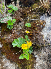 Geum calthifolium