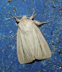 Mythimna pudorina