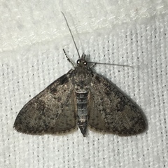Palpita aenescentalis