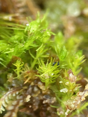 Takakia ceratophylla
