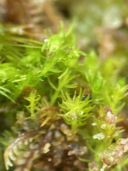Takakia ceratophylla