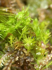 Takakia ceratophylla