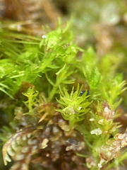 Takakia ceratophylla