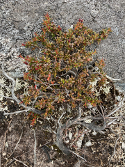 Kalmia procumbens