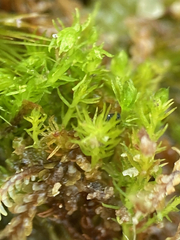 Takakia ceratophylla