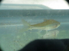 Notropis stramineus