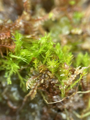 Takakia ceratophylla