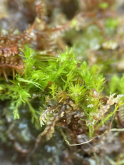 Takakia ceratophylla