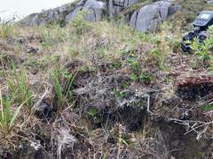 Takakia ceratophylla