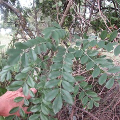 Styphnolobium affine