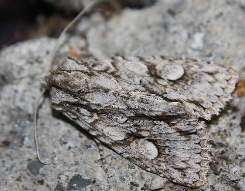 Meganephria bimaculosa