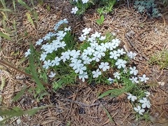 Phlox multiflora