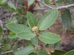 Quercus toumeyi
