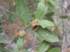 Quercus toumeyi
