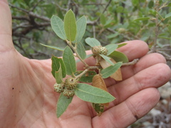 Quercus toumeyi
