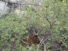 Quercus toumeyi
