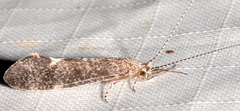 Ceraclea transversa