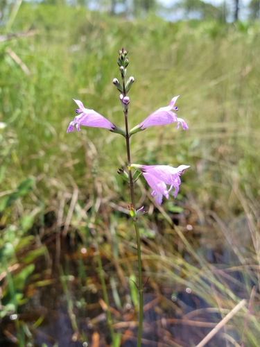 Image of Physostegia purpurea by (c) Jay Horn, some rights reserved (CC BY)