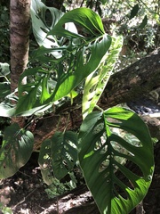 Monstera adansonii
