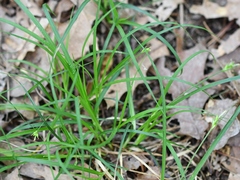 Carex willdenowii