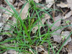 Carex willdenowii