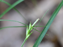 Carex willdenowii