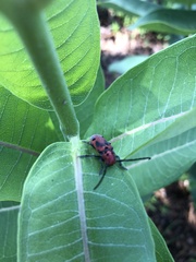 Tetraopes tetrophthalmus