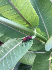 Tetraopes tetrophthalmus