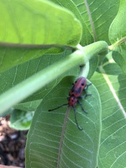 Tetraopes tetrophthalmus