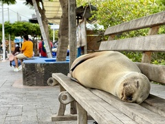 Galapagos sea lion