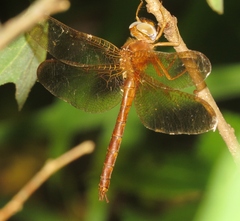 Neurocordulia xanthosoma