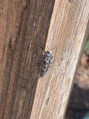 Buprestis laeviventris