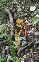 Monotropa hypopitys hypophegea