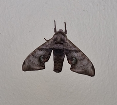 Daphnusa