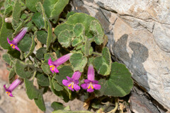 Mabrya erecta