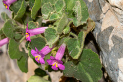 Mabrya erecta