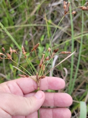 Fimbristylis castanea