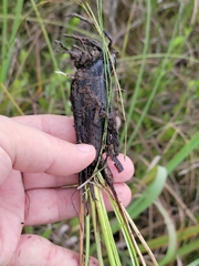 Fimbristylis castanea