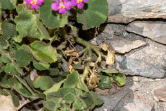 Mabrya erecta