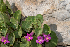 Mabrya erecta