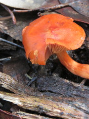 Cortinarius austrocinnabarinus