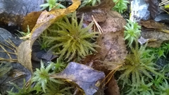 Climacium dendroides