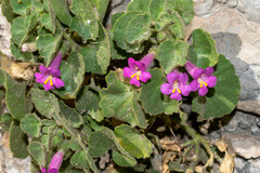 Mabrya erecta