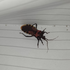 Brontostoma colossus